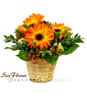 Hot Autumn Flame by Sun Flower Gallery, fall flowers in kennilworth
